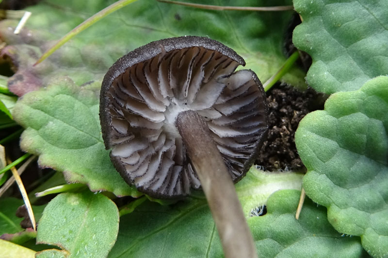 Entoloma serrulatum